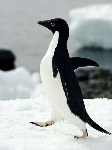 File:Adelie Penguin.jpg