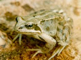 Common Frog