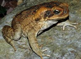 Cane Toad