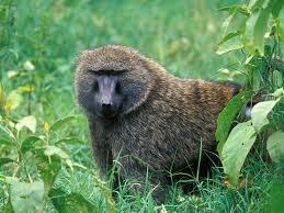 Baboon