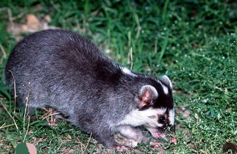 ferret badger
