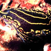Nudibranch Animal Of The World Wiki Fandom
