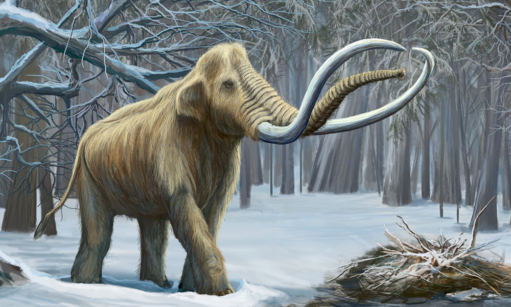 Columbian Mammoth | Animal of the world Wiki | FANDOM powered by Wikia