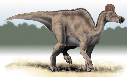 safari ltd corythosaurus