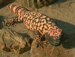 Gila Monster