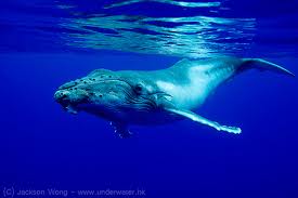 Humpback Whale