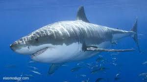 Great White Shark