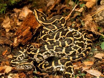 Burmese Python