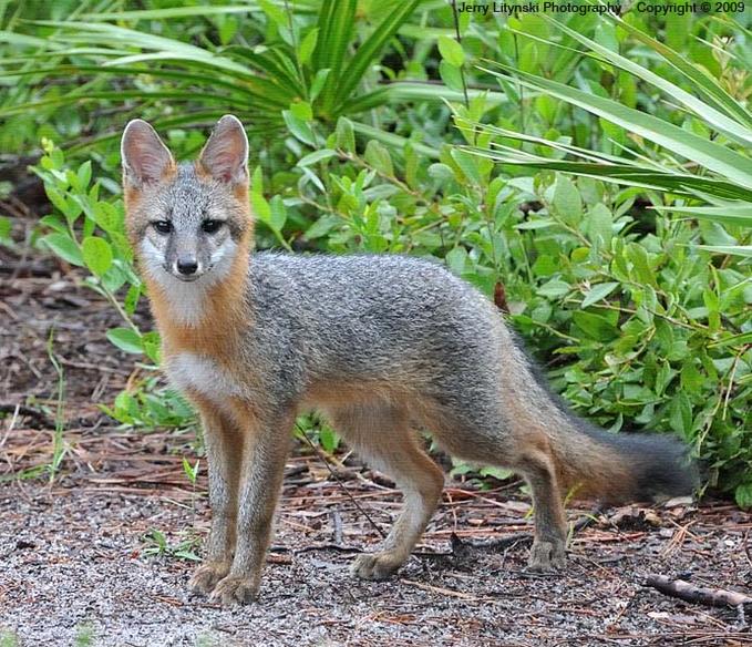 Grey Fox | Animal of the world Wiki | FANDOM powered by Wikia