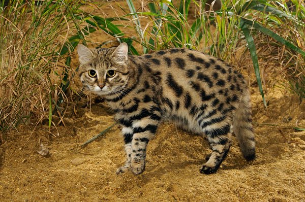 Black-Footed Cat | Animal of the world Wiki | FANDOM powered by Wikia