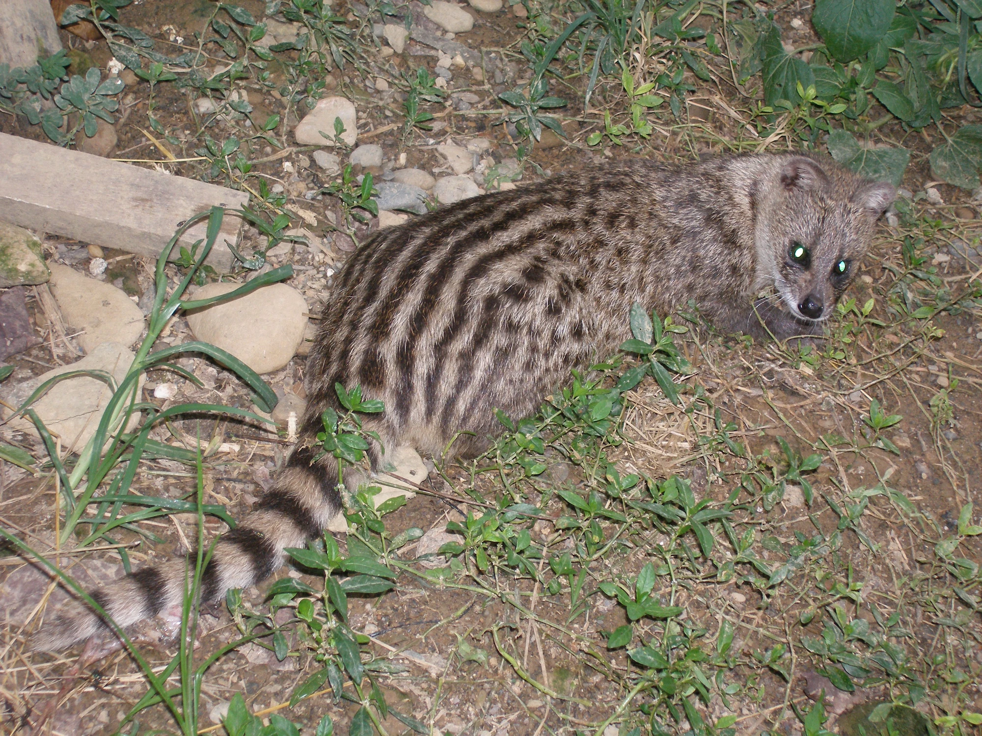 Small Indian Civet | Animal of the world Wiki | FANDOM powered by Wikia