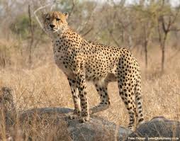 Cheetah