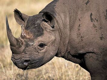 Black Rhinoceros