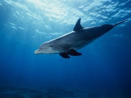 Bottlenose Dolphin