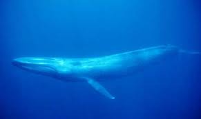 Blue Whale