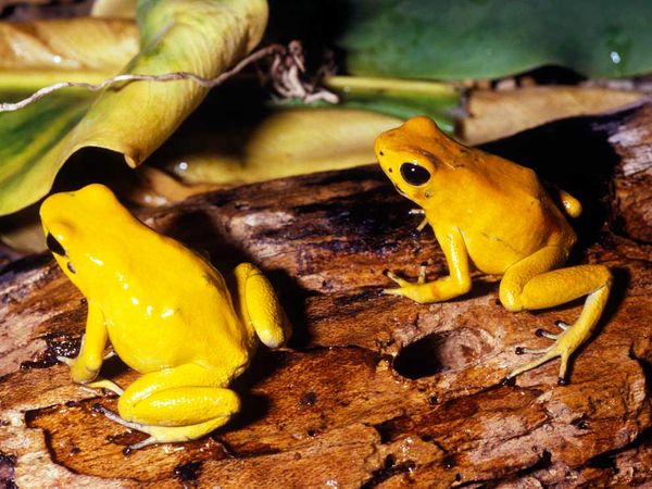 golden poison dart frog golden poison dart frog