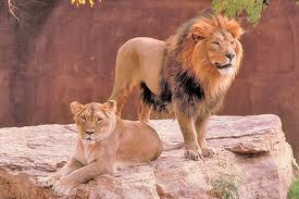 Asian Lion