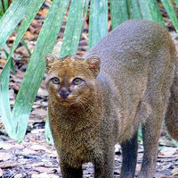 Jaguarundi Animal Of The World Wiki Fandom