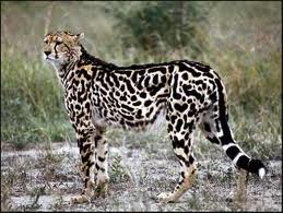 King Cheetah