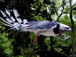 Harpy Eagle