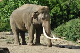 Asian Elephant