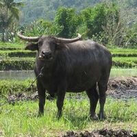 Water Buffalo | Animal of the world Wiki | Fandom