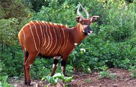 Bongo