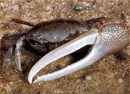 Fiddler Crab