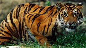Indian Bengal Tiger