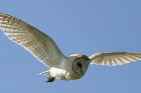 Barn Owl