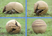 Armadillo4
