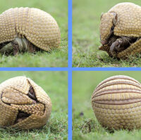 Armadillo Wiki Animalpedia Fandom