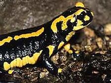 Images salamandra