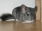 180px-Chinchilla