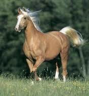 Images-caballo