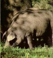Cerdo