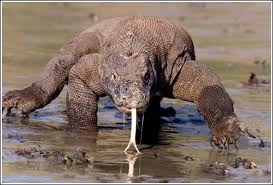 Images komodo