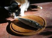 Gato comiendo pescado