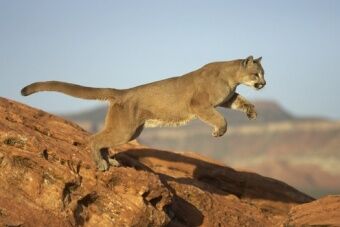 Puma | Wiki Animalpedia | Fandom