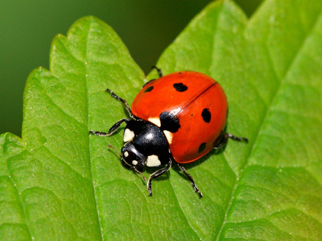 Ladybird Beetle | Animal Planet's The Most Extreme Wiki | Fandom