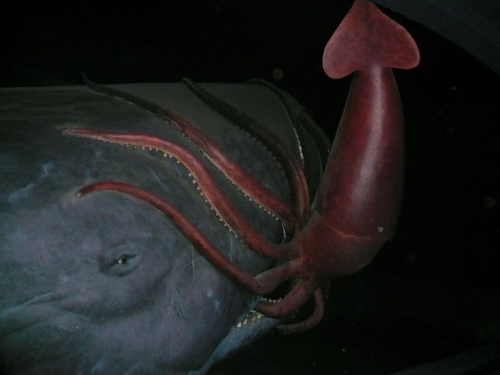 Colossal Squid | Animal Planet's The Most Extreme Wiki | FANDOM powered
