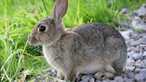 Rabbit