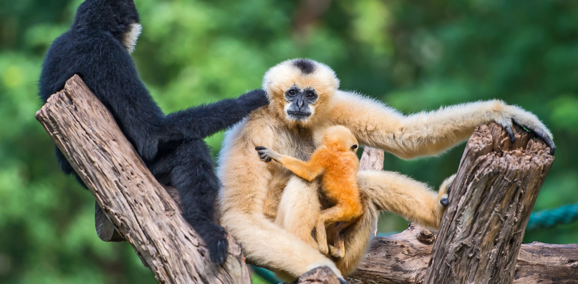 Gibbon | Animal Planet's The Most Extreme Wiki | Fandom