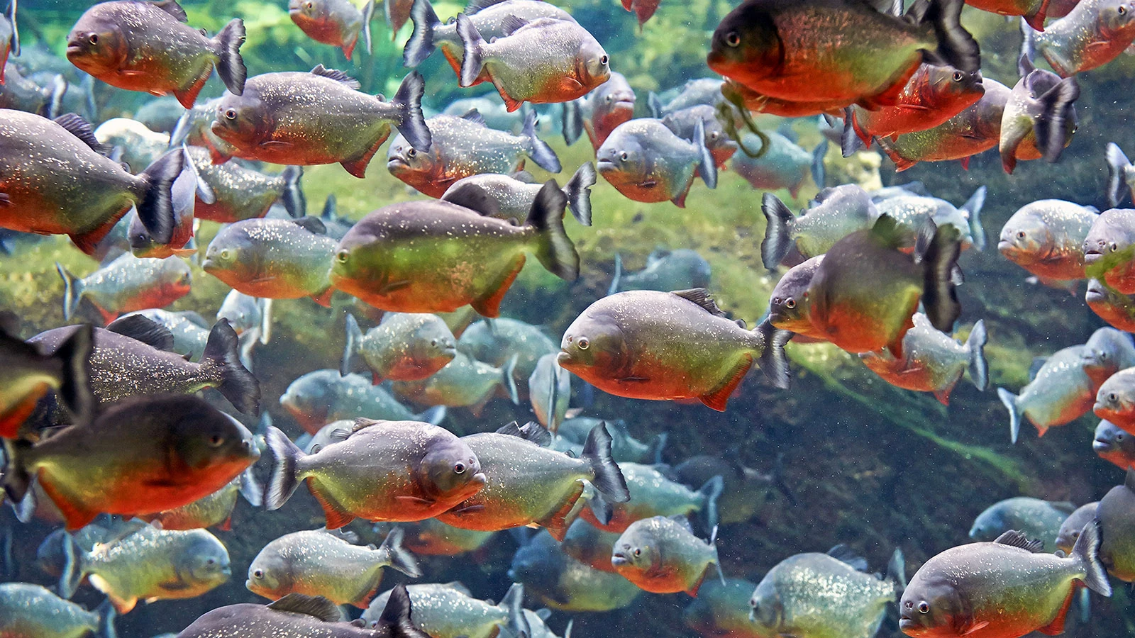 Piranha Animal The Most Extreme Wiki Fandom