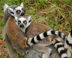 Lemur