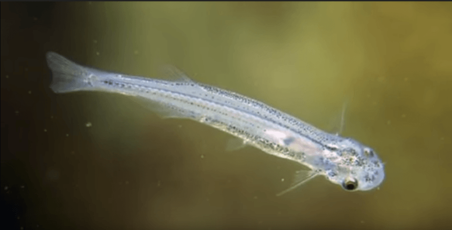 Candiru | Animal Planet's The Most Extreme Wiki | Fandom