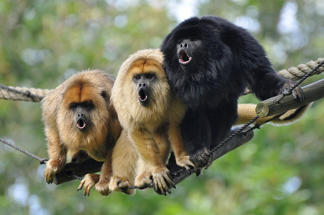 howler monkey animal planet s the most extreme wiki fandom