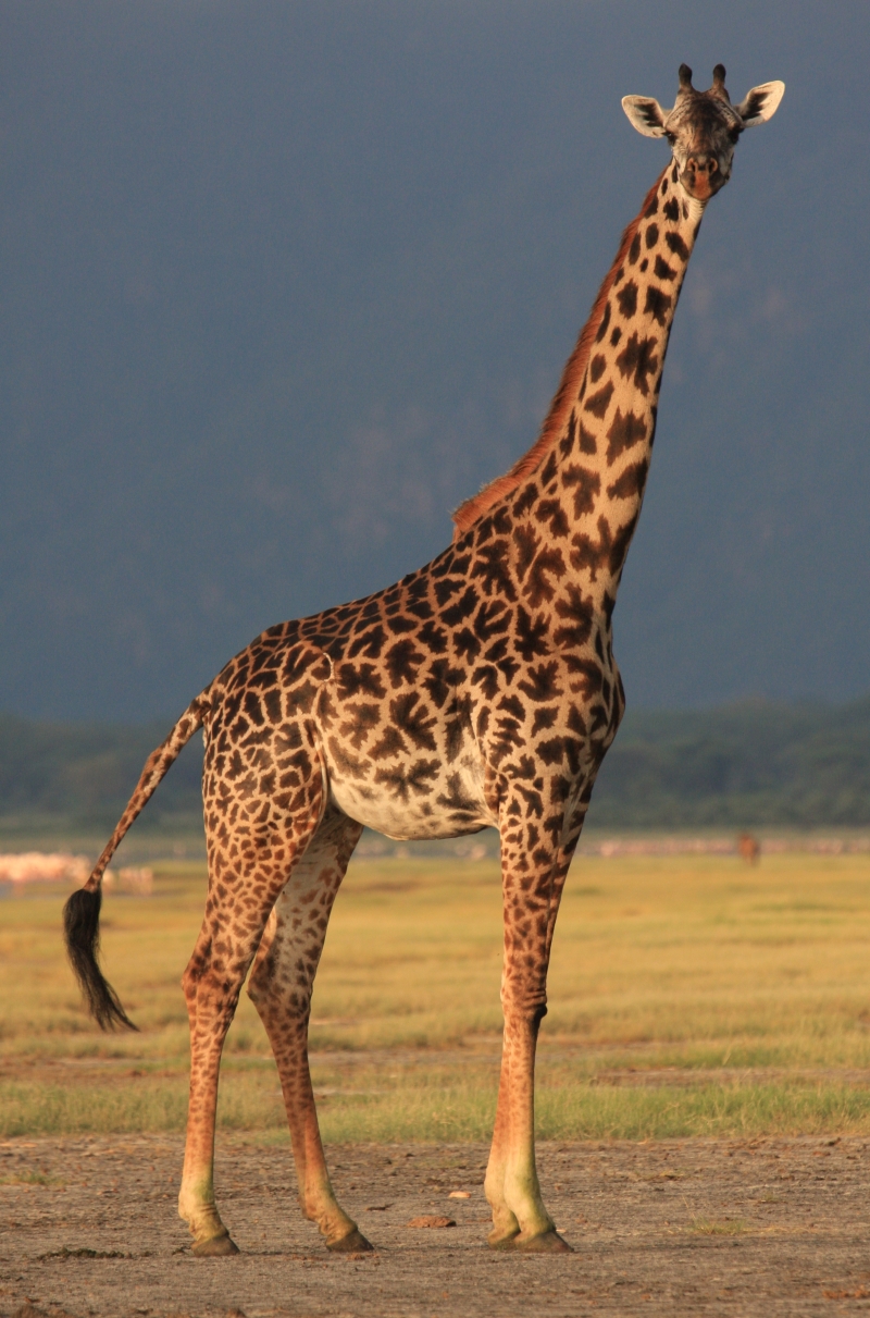 iplush giraffe