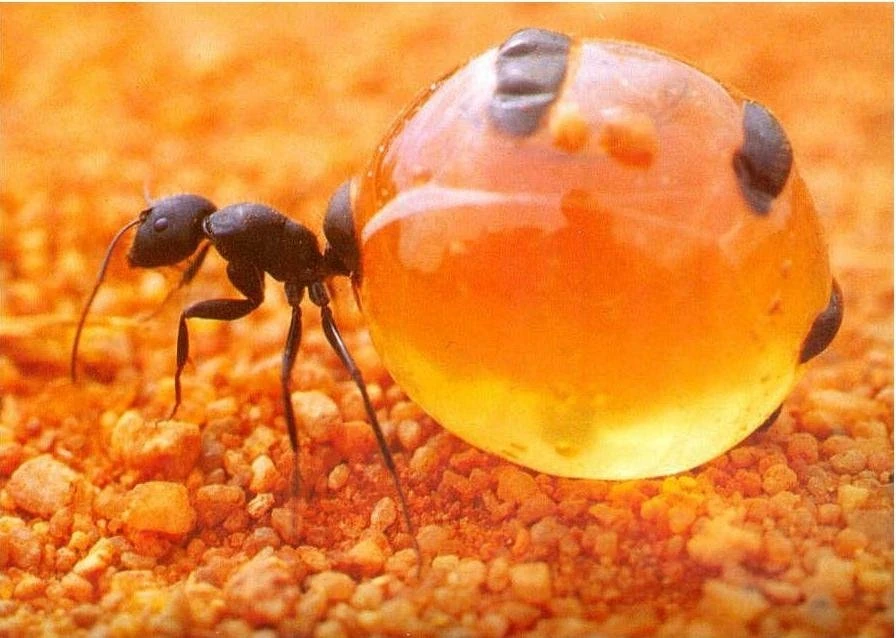 Honeypot Ant Animal The Most Extreme Wiki Fandom