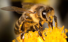 Bee